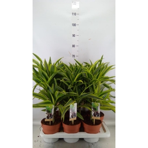 Dracaena fr de 'LemonLime'