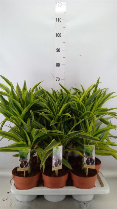 <h4>Dracaena fr de 'LemonLime'</h4>