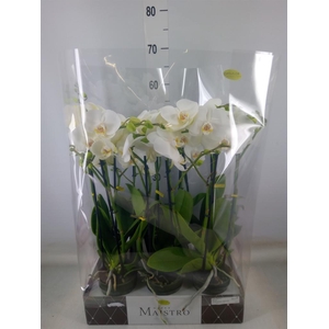 Phalaenopsis   ...white