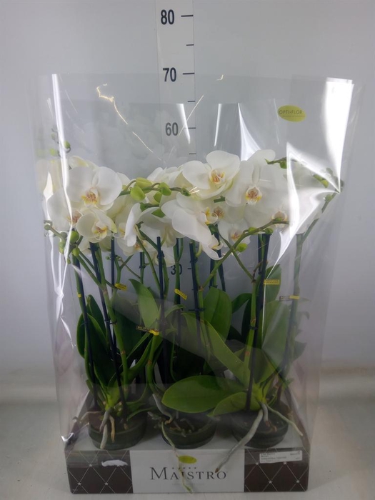 <h4>Phalaenopsis   ...white</h4>