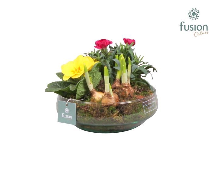<h4>Green Bottle Iris Medium Voorjaar met Arrangement</h4>