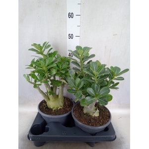 Adenium obesum