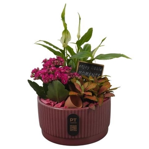 PTIB5107 Arrangementen kamerplanten