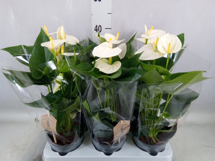 <h4>Anthurium andr. 'Cocos'</h4>