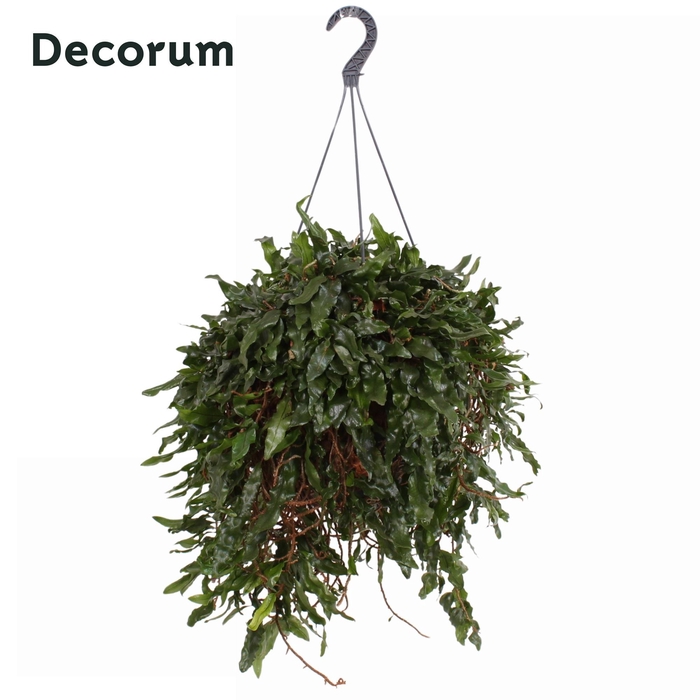 <h4>MICROGR MONKEYHILL</h4>