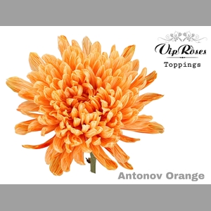 CHR G ANTONOV ORANGE
