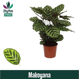 Calathea 17cm Makoyana Rhythm of Nature