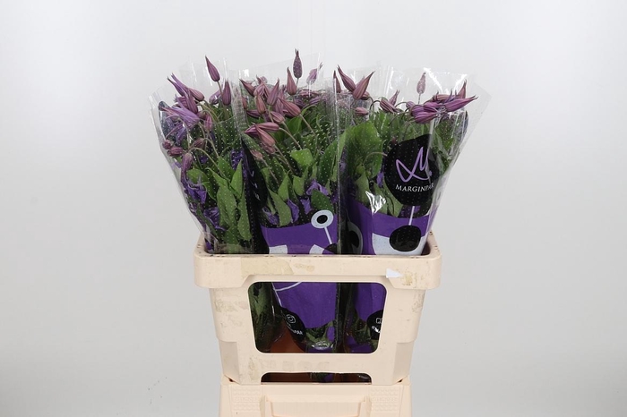 <h4>Clem Amazing Rome</h4>