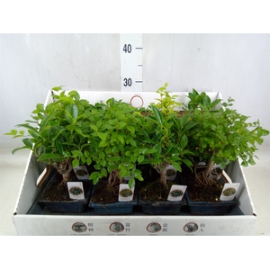 Bonsai   ...mix