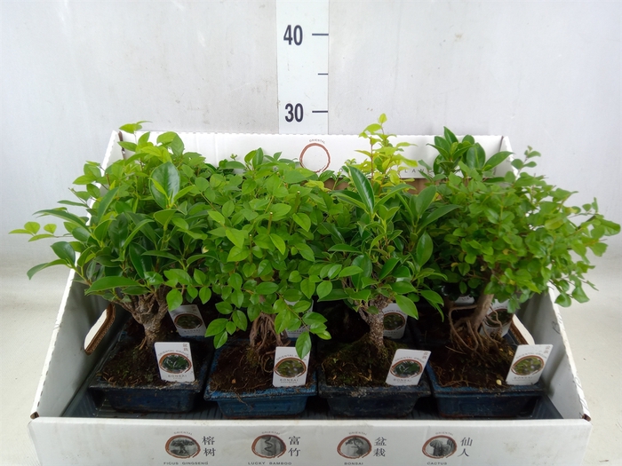 <h4>Bonsai   ...mix</h4>