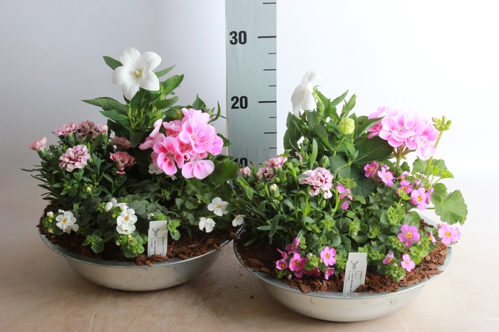 <h4>ARR TUINPLANTEN</h4>