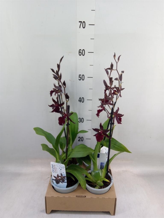 <h4>Orchideeen   ...</h4>