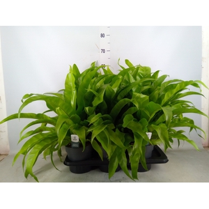 Asplenium antiquum 'Osaka'