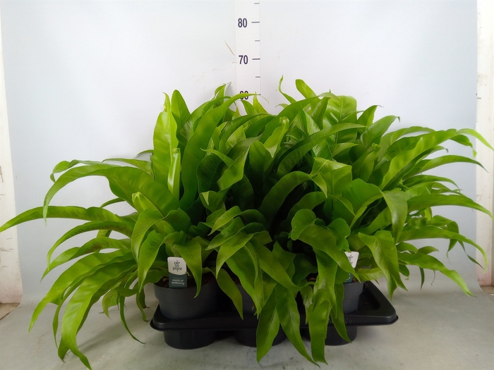 <h4>Asplenium antiquum 'Osaka'</h4>