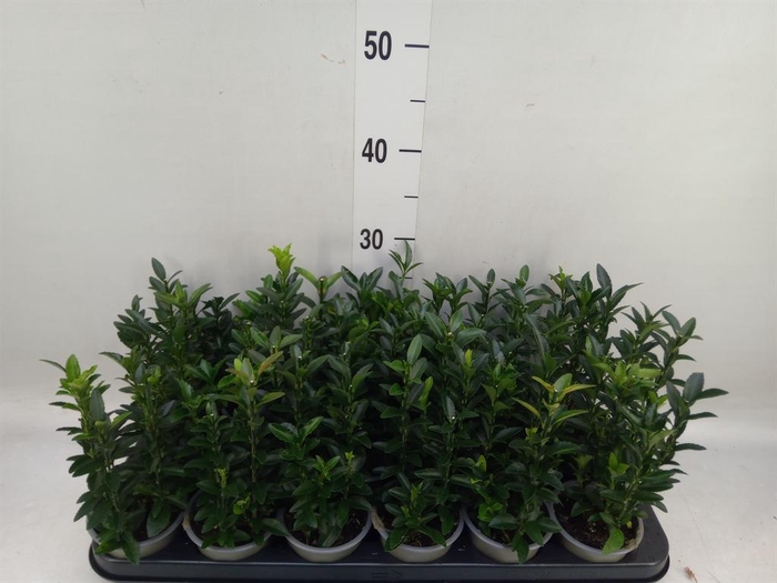 <h4>Euonymus japon. 'Green Spire'</h4>