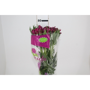 ALSTROEMERIA NAPOLI 080 CM