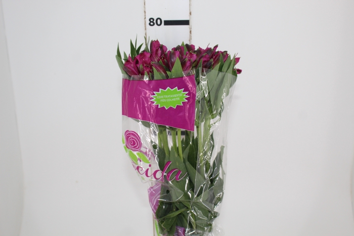 ALSTROEMERIA NAPOLI 080 CM