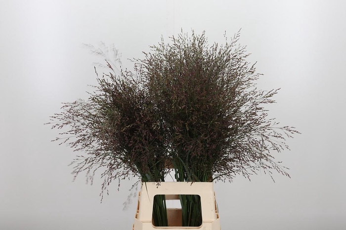 <h4>Panicum Warrior</h4>