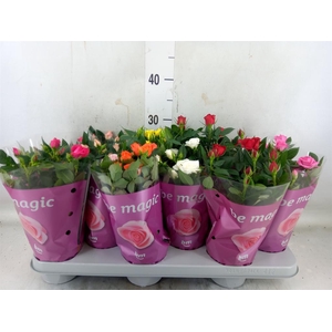 Rosa  'Beau Monde'   ...mix 7