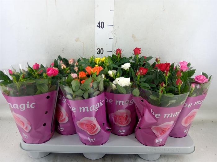 <h4>Rosa  'Beau Monde'   ...mix 7</h4>