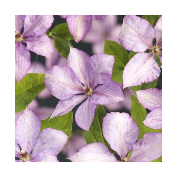 <h4>Clematis 'Margaret Hunt' +3.0 label</h4>