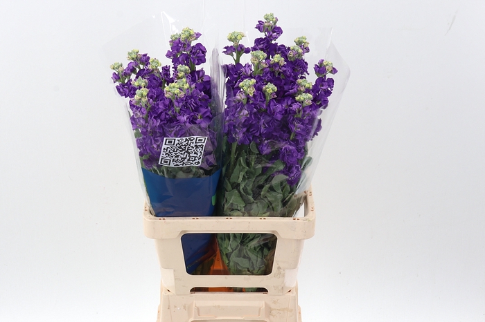 <h4>Matth Iron Purple</h4>