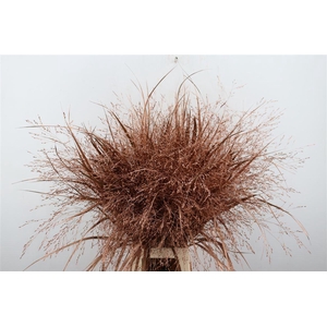 Siergras Panic Kbh Copper P Stem