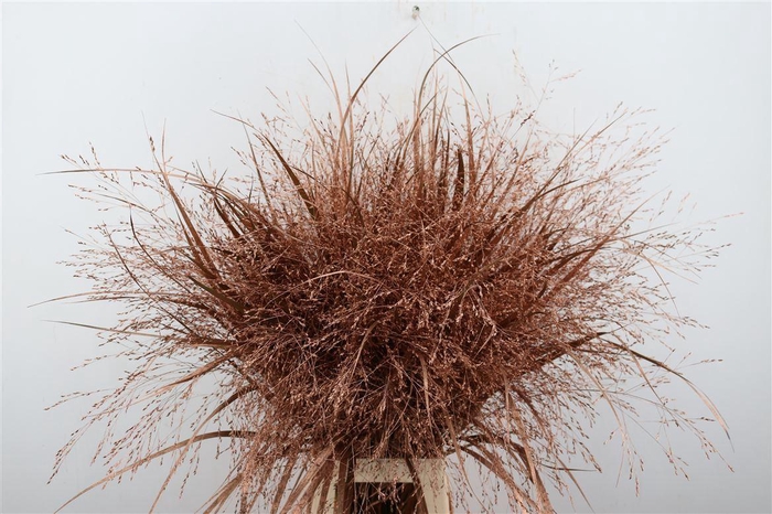 <h4>Siergras Panic Kbh Copper P Stem</h4>