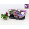 Prim Ob Sweetkis Sen 14cm Pot