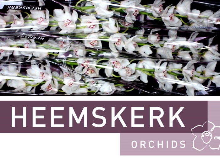 <h4>CYMB T KINGS PEAK</h4>