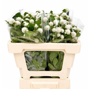 Gomphrena White