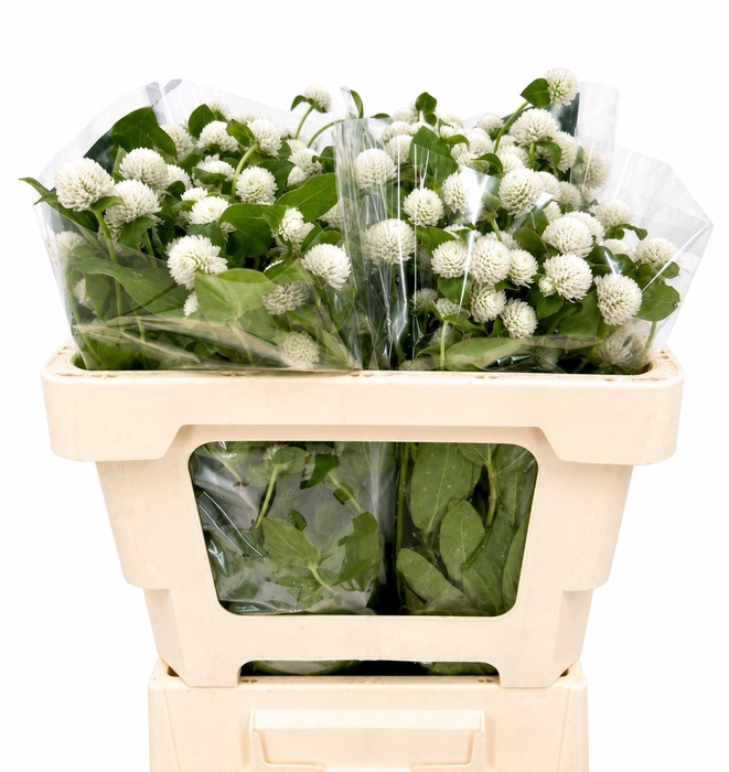 <h4>Gomphrena White</h4>