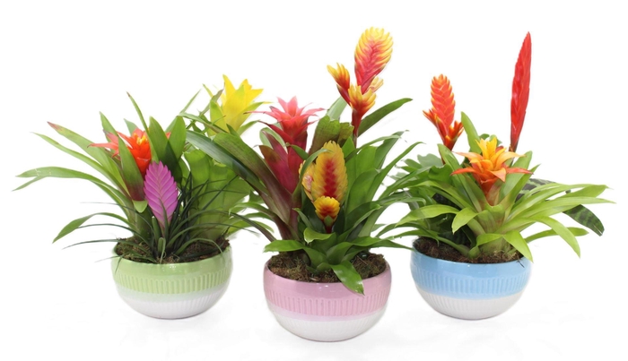 <h4>Arr.  Bromelia H%</h4>