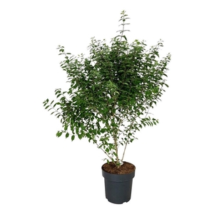 Callicarpa dichotoma 'Issai'