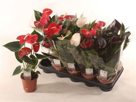 <h4>Anthu An Gem 3 Kl 4+</h4>