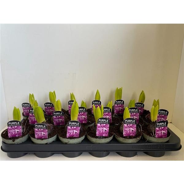 <h4>9cm Hyacint Purple Sensation in olijfgroene pot</h4>