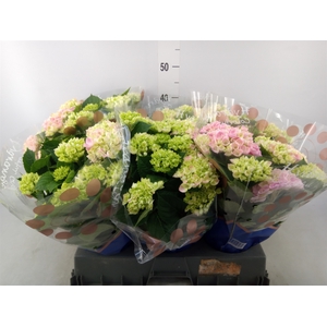Hydrangea mac. 'Hi River'