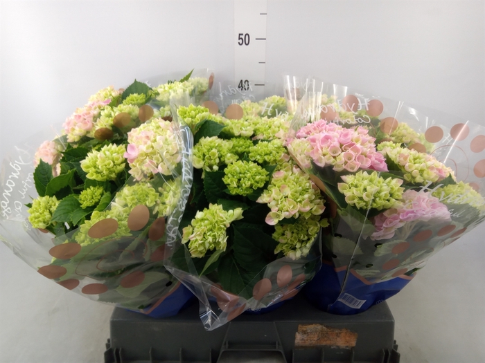<h4>Hydrangea mac. 'Hi River'</h4>