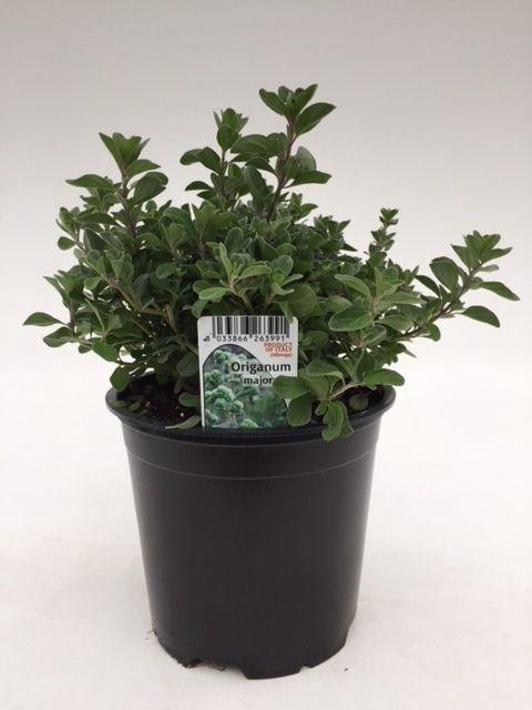 <h4>Origanum majorana</h4>
