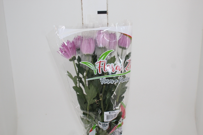 <h4>ANASTASIA CIPRIA 080 CM LILAS</h4>