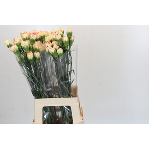 Dianthus St Komachi Fiesta
