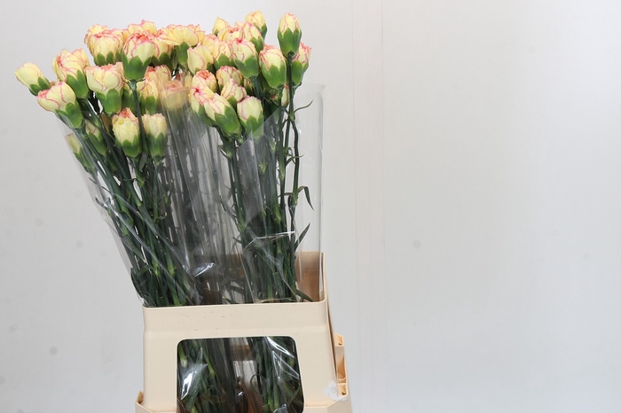 <h4>Dianthus St Komachi Fiesta</h4>