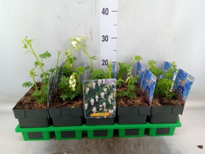 <h4>Dicentra spectabilis 'Alba'</h4>