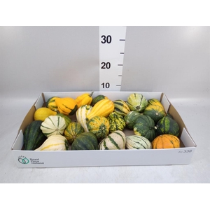 Cucurbita pepo 'Maya Mix'