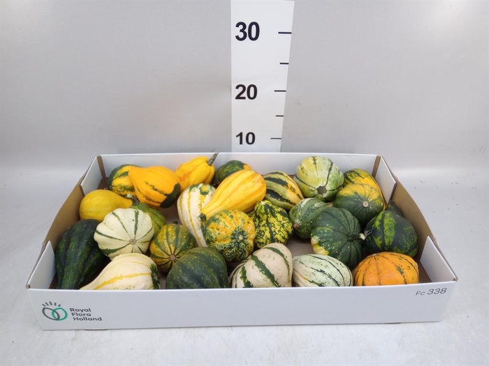 <h4>Cucurbita pepo 'Maya Mix'</h4>