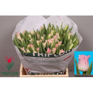 TU CO CROWN  DYNASTY