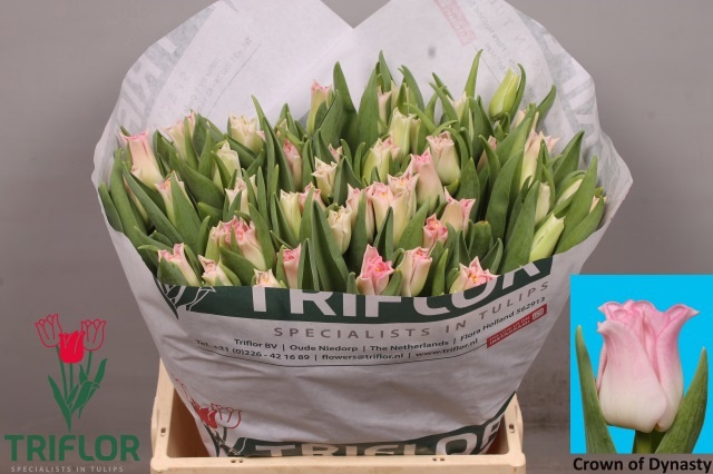 <h4>TU CO CROWN  DYNASTY</h4>