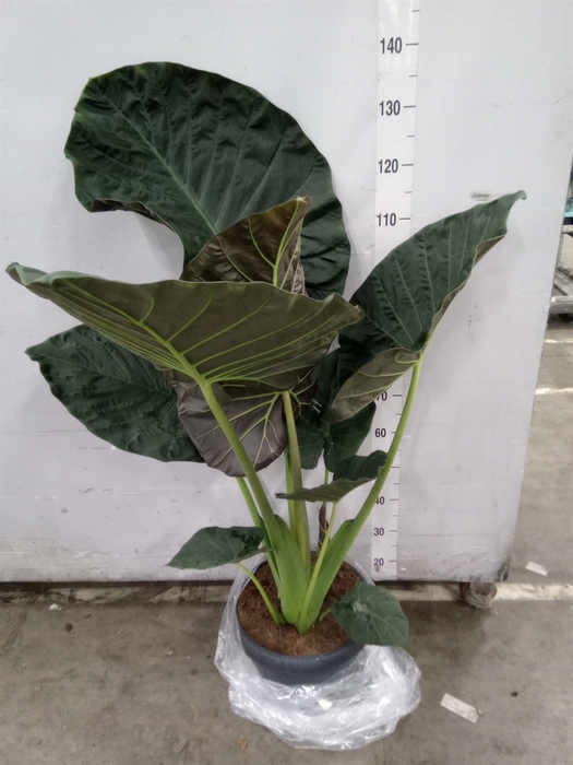 <h4>Alocasia  'Regal Shields'</h4>