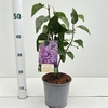 Syringa Ruhm von Horstenstein