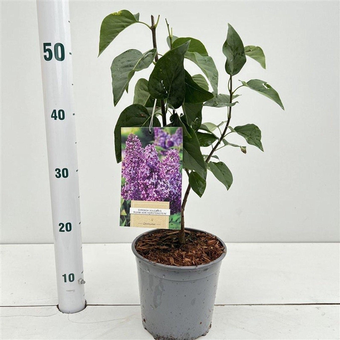Syringa Ruhm von Horstenstein